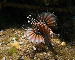 perutýn zebra - Dendrochirus zebra - zebra lionfish