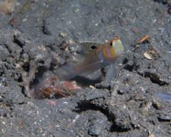 hlaváč Randallův a kreveta - Amblyeleotris randalli a Alpheus sp. - randall´s shrimpgoby and snapping shrimp