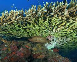 kanic štíhlý - Anyperodon leucogrammicus - slender grouper