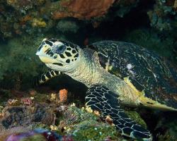 kareta pravá - Eretmochelys imbricata - Hawksbill Turtle 