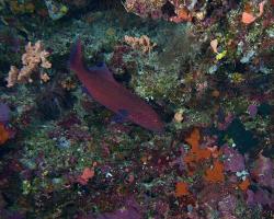 kanic modropásý - Plectropomus oligacanthus - highfin coral grouper