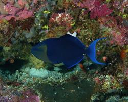 ostenec černý - Odonus niger - redtooth triggerfish