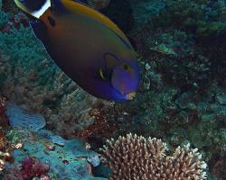 bodlok květinový - Acanthurus fowleri - blackspine surgeonfish