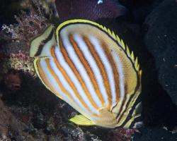 klipka žlutopruhá - Chaetodon ornatissimus - ornate butterflyfish