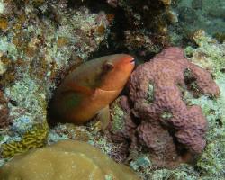 ploskozubec Forstenův - Scarus forsteni - bluepatch parrotfish