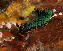 nahožábrý plž - Nembrotha kubaryana - nudibranch