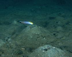 štíhlice žlutoskvrnná - Hoplolatilus fourmanoiri - fourmanoir´s tilefish
