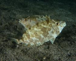 králíčkovec tmavý - Siganus fuscescens - pearlspotted rabbitfish