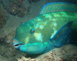 ploskozubec malonosý - Chlorurus microrhinos - steephead parrotfish