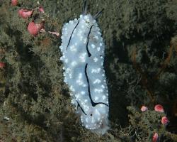 nahožábrý plž - Phyllidiopsis pipeki - nudibranch