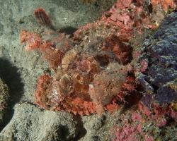 ropušnice ostrohlavá - Scorpaenopsis oxycephala - tasseled scorpionfish