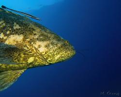 Kanic itajara - Epinephelus itajara - Atlantic goliath grouper 