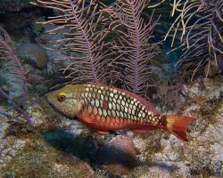 Ploskozubec zelený - Sparisoma viride - Stoplight parrotfish 