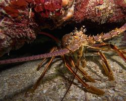 Langusta karibská - Panulirus Argus - Caribbean spiny lobster 