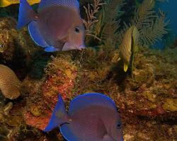 Bodlok modrý - Acanthurus coeruleus - Blue tang surgeonfish