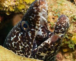 Muréna poskvrněná - Gymnothorax moringa - spotted moray 