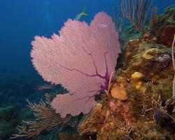 Rohovitka obecná - Gorgonia ventalina - purple sea fan 