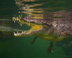 Krokodýl americký - Crocodylus acutus - American crocodile 