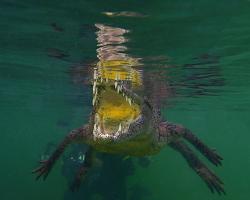 Krokodýl americký - Crocodylus acutus - American crocodile 