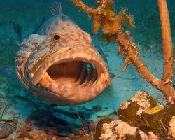 Kanic proměnlivý - Mycteroperca venenosa - Yellowfin grouper 