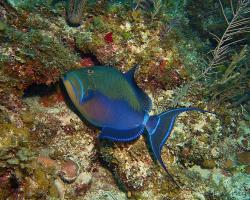 Ostenec chřestivý - Balistes vetula - Queen triggerfish 