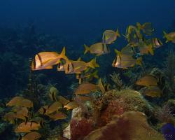 Chrochtal prasečí - Anisotremus virginicus - porkfish 