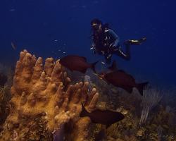 Tloušťovka bermudská - Kyphosus sectatrix - Bermuda sea chub 