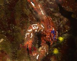 polokrab ostnitý - Galathea strigosa - Squat Lobster