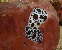 hvězdnatka leopardí - Peltodoris atromaculata - dorid nudibranch