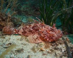 ropušnice obecná - Scorpaena scrofa - Red scorpionfish 
