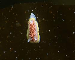 nahožábrý plž - Diaphorodoris luteocincta - dorid nudibranch 