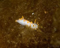 nahožábrý plž - Limacia clavigera - orange-clubbed sea slug 
