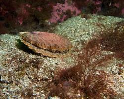hřebenatka svatojakubská - Pecten jacobaeus - Mediterranean scallop 