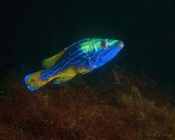 pyskoun kukaččí - Labrus mixtus - Cuckoo wrasse 