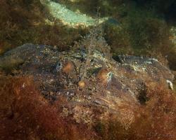 ďas mořský - Lophius piscatorius - Angler 