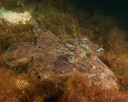 ďas mořský - Lophius piscatorius - Angler 