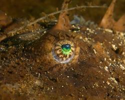 ďas mořský - Lophius piscatorius - Angler 