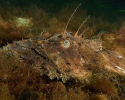 ďas mořský - Lophius piscatorius - Angler 
