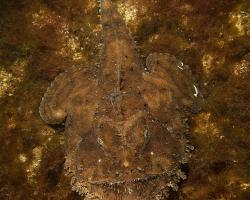 ďas mořský - Lophius piscatorius - Angler 