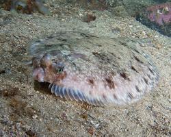 platýs obecný - Hippoglossus hippoglossus - Atlantic halibut 