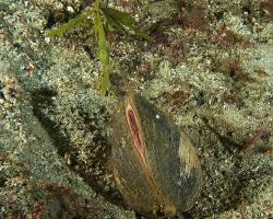 arktika islandská - Arctica islandica - ocean quahog 