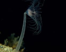 hydromedúzka špičatá - Corymorpha nutans - nodding hydroid 