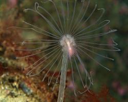 hydromedúzka špičatá - Corymorpha nutans - nodding hydroid 