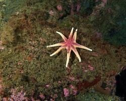 hvězdice desetiramenná - Solaster endeca - purple sunstar, northern sunstar 