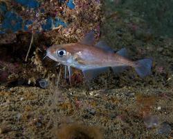 treska obecná (mládě) - Gadus morhua (juvenile) - Atlantic cod (juvenile)