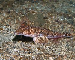 vřeténka pestrá (samice) - Callionymus lyra - Dragonet (female)