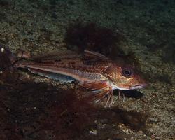 štítník červený - Chelidonichthys lucerna - tub gurnard 