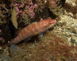 ježdík skalní - Ctenolabrus rupestris - Goldsinny-wrasse 