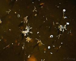 nahožábrý plž - Eubranchus exiguus - aeolid nudibranch 