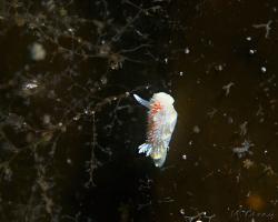 nahožábrý plž - Diaphorodoris luteocincta - dorid nudibranch 